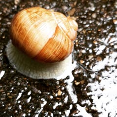 Weinbergschnecke unterwegs im Regen - ganz aus dem Häuschen! (Bild: Doris Sieber)