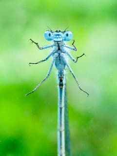 Schau mir in die Augen! Libelle an einer Scheibe. (Bild: Dani Rüede)