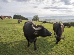 Die Kühe der Wasserbüffel liefern die Milch für Mozzarella. Die Stiere dienen als Fleischlieferanten. (Bild: KEYSTONE/URS FLUEELER)