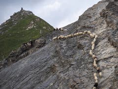 1500 Schafe wandern von einer Weide zur anderen, am Dienstag, 6. August 2019, beim «Schafuebergang» unter dem Gipfel des Falknis (2562 Meter) zwischen dem Guschasattel und Flaescher Fuerggli, in Flaesch. (Bild: KEYSTONE/GIAN EHRENZELLER)