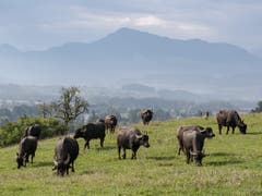 Die Milch der Kühe sei durch den hohen Fettgehalt besonders cremig sowie reich an Kalzium, Eisen und Phosphor. Das Fleisch soll wild-aromatisch schmecken. (Bild: KEYSTONE/URS FLUEELER)