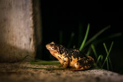 Ein Frosch sitzt auf dem Fensterbrett. (Bild: Raphael Rohner)