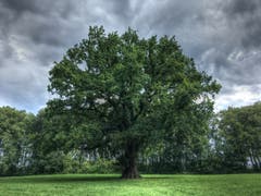 Die älteste Eiche im Rheindelta. (Bild: Toni Sieber)