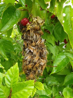 Ein kleines Bienenvolk in einer Hecke im Schaugarten der Bioforce in Roggwil. (Bild: Urs Baumeler)