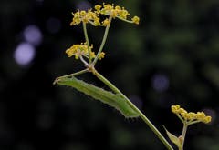 Eine Spannerraupe im Abendlicht. (Bild: André Egli, Ettiswil, 9. August 2019)