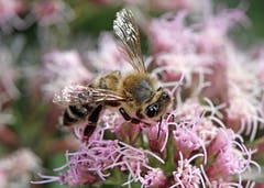 Täglich tausend Blüten besuchen: Das ist die Aufgabe einer Arbeiterbiene. (Bild: Bruno Schuler, Buochs, 9. August 2019)