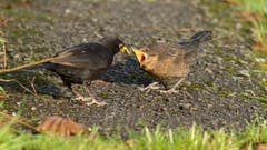 Die junge Amsel in Trogen wird mit Schnecken gefüttert (Bild: Hans Aeschlimann)