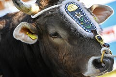 Siegermuni Kolin scheint's gelassen zu nehmen. (Bild: KEYSTONE/Walter Bieri)