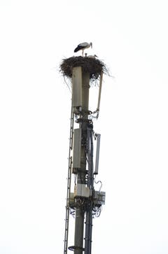 Störche benutzen auch schon die neuesten Technologien - in Sulgen. (Bild: Klaus Stadler)