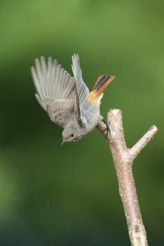 Hausrotschwanz auf Insektenfang in Trogen. (Bild: Hans Aeschlimann)