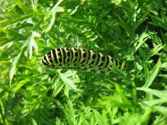 Diese wunderschöne Schwalbenschwanzraupe (auch Rüebliraupe) geniesst es im Garten unserer Nachbarin. Vielleicht gelingt es, später den daraus entstehenden Schwalbenschwanz im Bilde festzuhalten. (Bild: Brigitte Stücheli, Kerns, 31. August 2019)