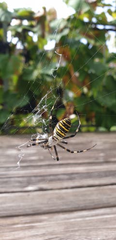 En Guetä! Zum Zmittag eine Fliege für die Wespenspinne. (Bild: Lisa Giger)