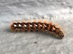 Raupe des Alpen-Wollafters. (Bild: Toni Sieber)