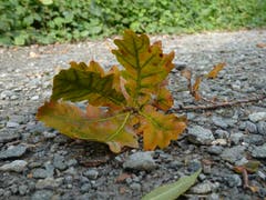 Herbstbeginn. (Bild: Stephan Lendi)