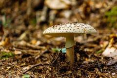 Der Panther-Pilz: Wunderschön, doch tödlich. Wie auch der Fliegenpilz gehört er zu den Schamanen-Pilzen und wurde für Rituale und spirituelle Reisen verwendet.(Bild:Matthias Rozinek)