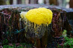 Eine gelbe Lohblüte, ein Schleimpilz, fotografiert im Steineggwald. (Bild: Franz Häusler)