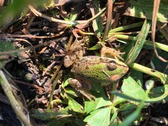 Gut getarnter Frosch. (Bild: Toni Sieber)