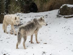 Die Basler Wölfe waren auch im Winter draussen. (Bild: Keystone/Zoo Basel (Torben Weber))