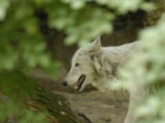 Blick durch die Büsche ins Basler Wolfsgehege. (Bild: Zoo Basel)