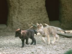 2005 purzelten die jungen Wölfe durch ihr neues Zuhause. (Bild: Zoo Basel)