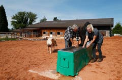 Die Pferde und Ponys seien immer noch sehr gesellig und mehr entspannt, betonen Claudia und Stefan Knüsel. (Bild: Stefan Kaiser, Cham, 10. September 2019)