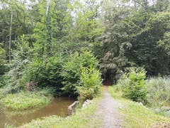 Beim Weiher in Uttwil. (Bild: Sheila Eggmann)