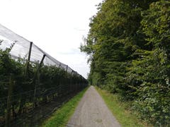 Unterwegs im Romanshorner Wald. (Bild: Sheila Eggmann)