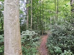 Trampelpfad nach Hamisfeld. (Bild: Sheila Eggmann)