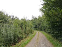 Unterwegs im Romanshorner Wald. (Bild: Sheila Eggmann)
