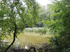 Der Uttwiler Weiher. (Bild: Sheila Eggmann)