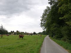 Von Spitz in Richtung Waldschenke. (Bild: Sheila Eggmann)
