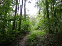 Trampelpfad nach Hamisfeld. (Bild: Sheila Eggmann)