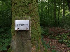 Beim Waldlehrpfad in Spitz. (Bild: Sheila Eggmann)