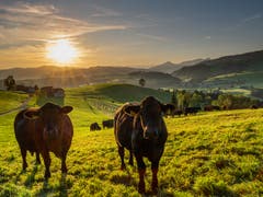 Morgendliches Begrüssungskomitee auf dem Rechberg. (Bild: Luciano Pau)