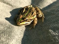 Ein Fröschchen im Garten in Montlingen. (Bild: Toni Sieber)