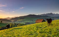 Morgenstund hat Gold im Mund auf dem Rechberg. (Bild: Luciano Pau)
