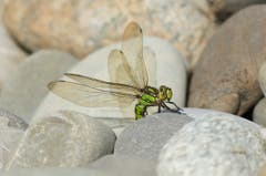Die filigranen Flügel einer Libelle. (Bild: Hans Aeschlimann)