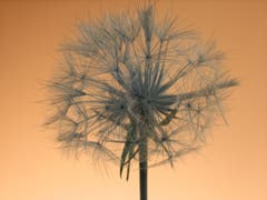 Die allerletzte Pusteblume. (Bild: Toni Sieber)