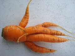 Fünfzack-Rüebli aus dem Garten in Märwil. (Bild: Kurt Baumann)