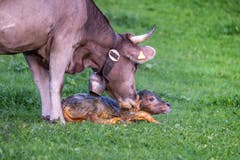 Frisch geborenes Kälblein bei Herisau. (Bild: Luciano Pau)