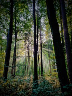 Morgendliche Sonnenstrahlen kämpfen sich durch den Lommiser Wald. (Bild: Stephan Lendi)