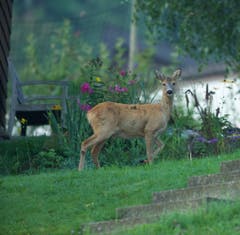 Morgenspaziergang durch den Garten in Trogen. (Bild: Hans Aeschlimann)