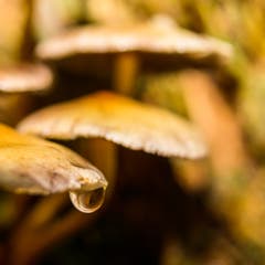 Herbst... (Bild: Jürg Nadler)