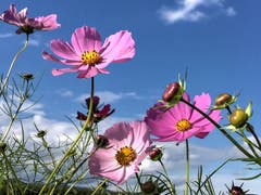 Cosmeen vor dem blauen Himmel (Bild: Toni Sieber)