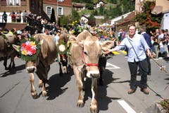 Festliche geschmückte Kühe beim Alpabzug in Wassen. (Bild: Urs Hanhart, 14. September 2019)