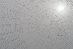 Spinnennetz im Morgentau. (Bild: Hanspeter Schenk)