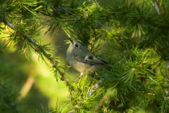 Das winzige Wintergoldhähnchen ist der kleinste Vogel Europas und wiegt nur etwa vier Gramm. (Bild: Hans Aeschlimann)