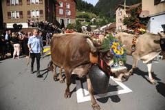 Festlich geschmückte Kühe beim Alpabzug in Wassen. (Bild: Urs Hanhart, 14. September 2019)