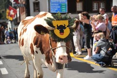 Festlich geschmückte Kühe beim Alpabzug in Wassen. (Bild: Urs Hanhart, 14. September 2019)
