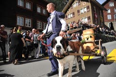 Zwischen Ziegen und Kühen marschierte ein riesiger Bernhardiner mit einem Wägelchen mit einem Fass. (Bild: Urs Hanhart, 14. September 2019)